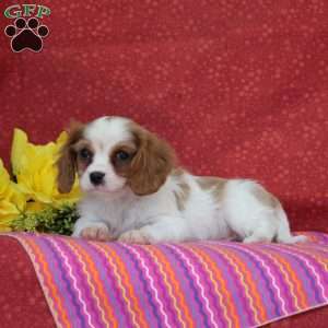 Vanilla, Cavalier King Charles Spaniel Puppy